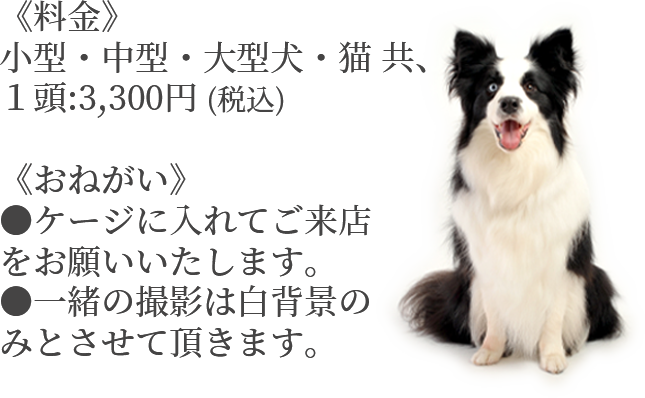 《料金》小型・中型・大型犬・猫 共、１頭:3,300円 (税込)  《おねがい》●ケージに入れてご来店をお願いいたします。●一緒の撮影は白背景のみとさせて頂きます。