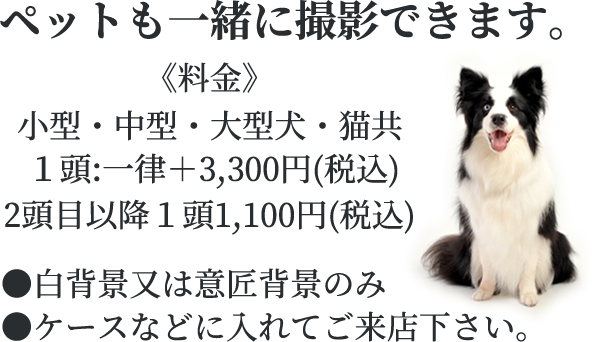 ペットも一緒に撮影できます。《料金》小型・中型・大型犬・猫共 1頭一律+3,300円 (税込)2頭目移行1頭1,100円(税込) ●白背景又は意匠背景のみ。●ケースなどに入れてご来店下さい。